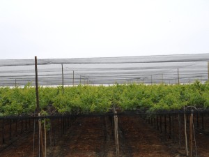 malla-rompevientos-antigranizo-y-antipajaros-en-uva2-300x225 Biocontrol agrícola